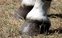 La biotine et les besoins physiologique du cheval