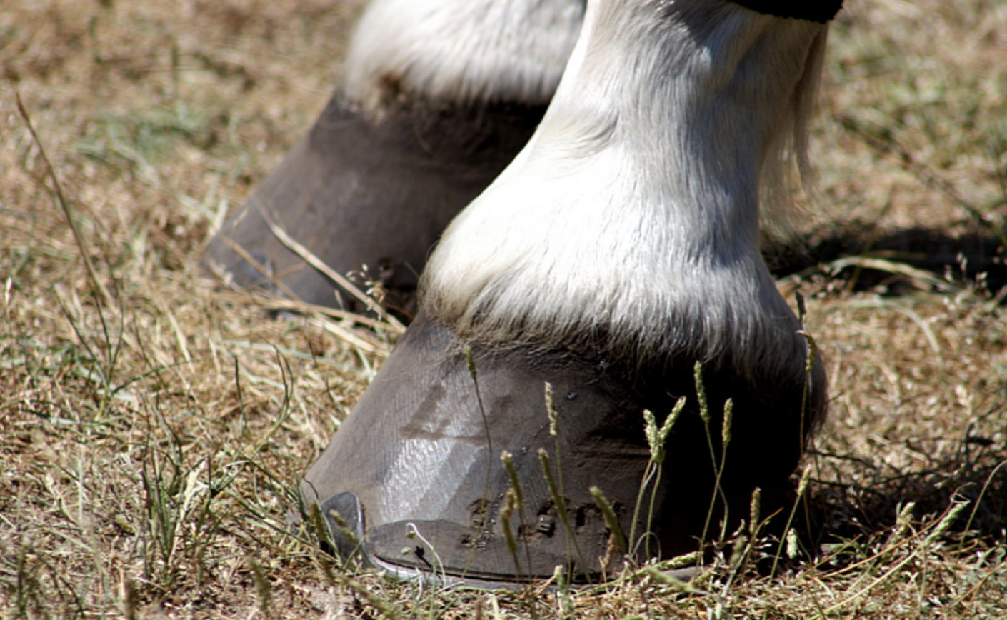 La biotine et les besoins physiologique du cheval